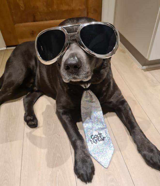 Labrador retriever Ivar von haulundgaard (otto) billede 20