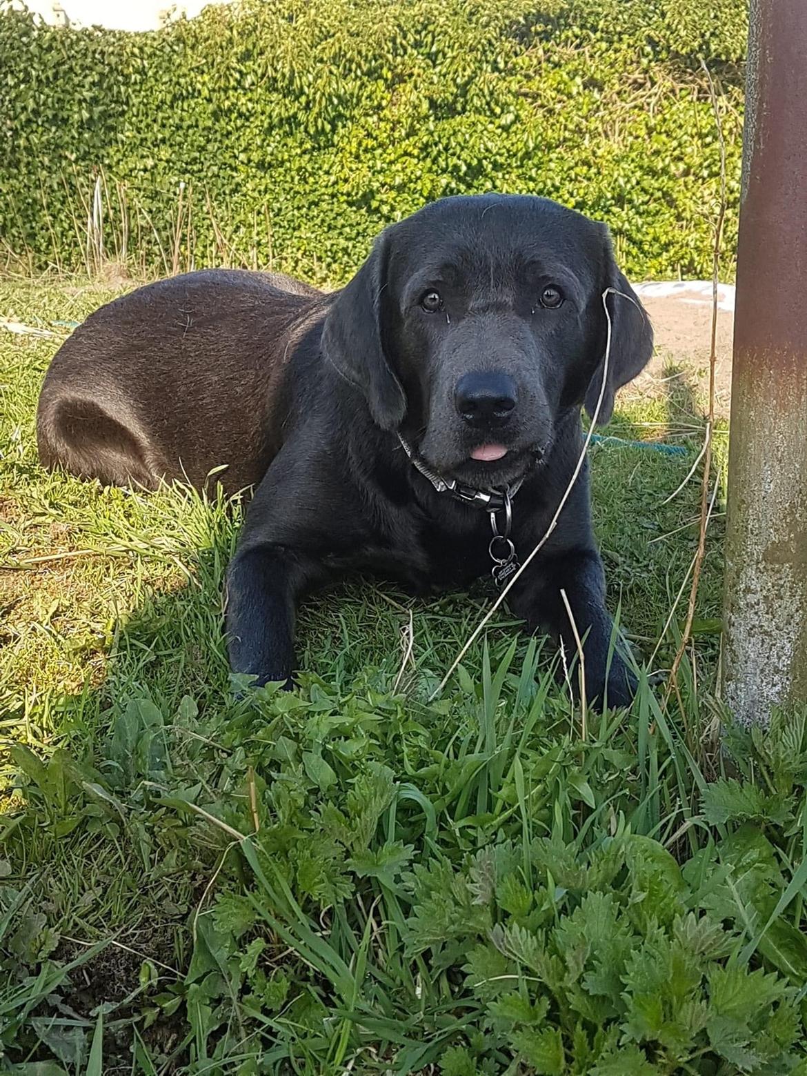 Labrador retriever Ivar von haulundgaard (otto) billede 19