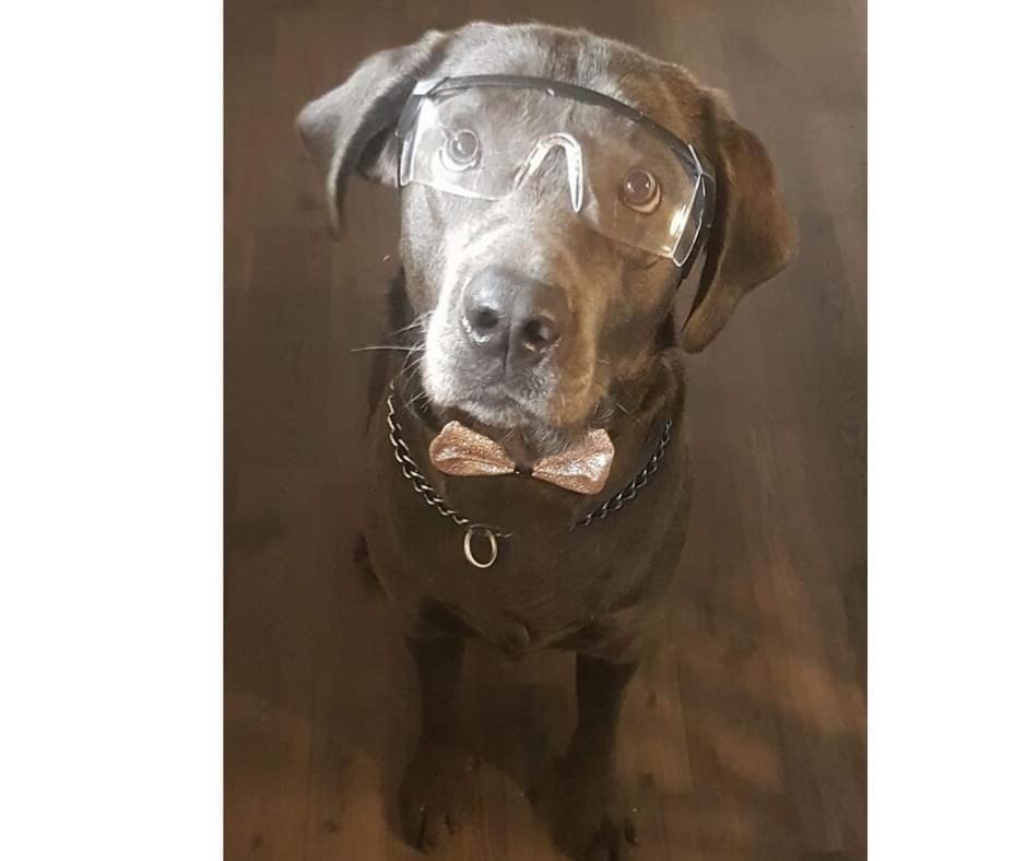 Labrador retriever Ivar von haulundgaard (otto) billede 23