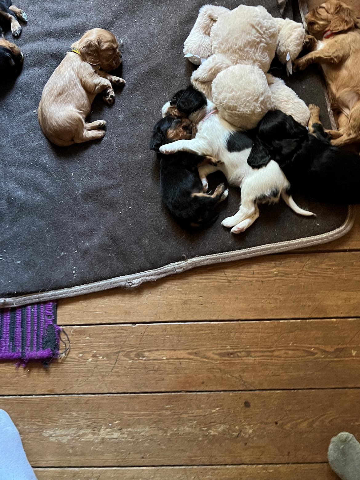 Cavalier king charles spaniel Athene billede 2