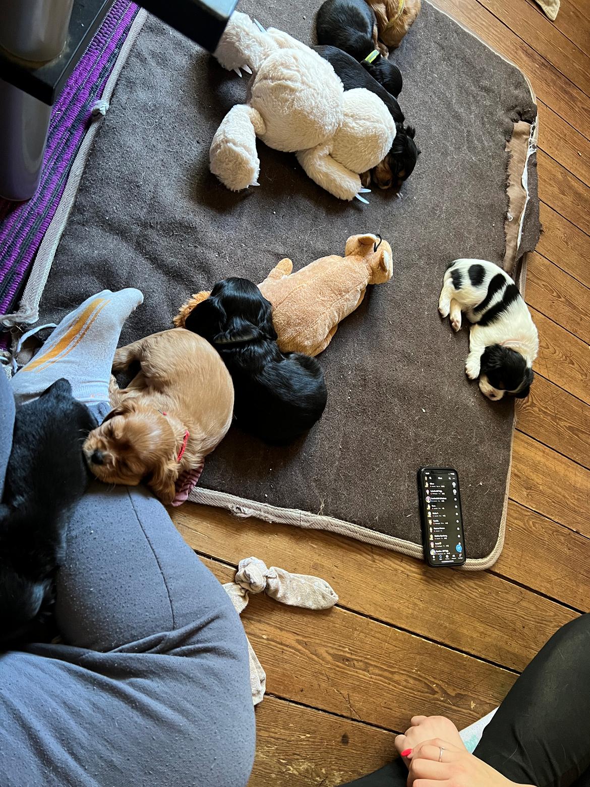 Cavalier king charles spaniel Athene billede 3