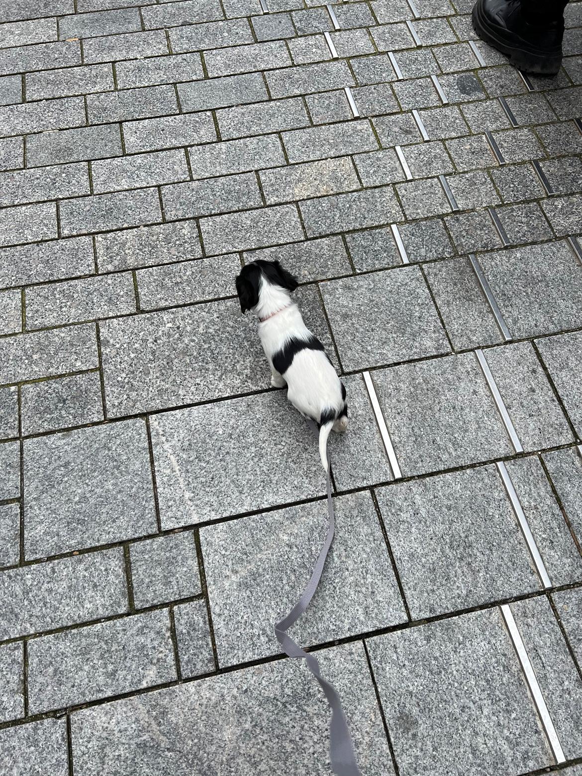 Cavalier king charles spaniel Athene billede 4