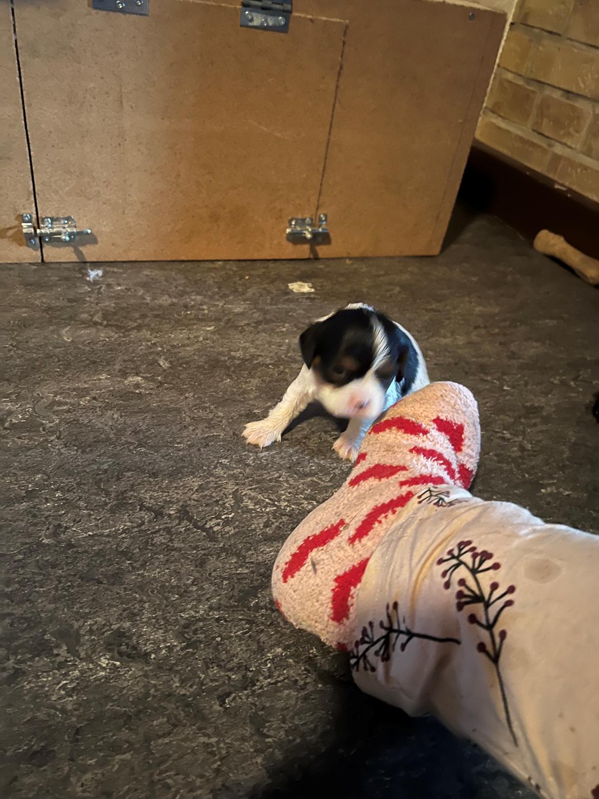 Cavalier king charles spaniel Athene billede 5