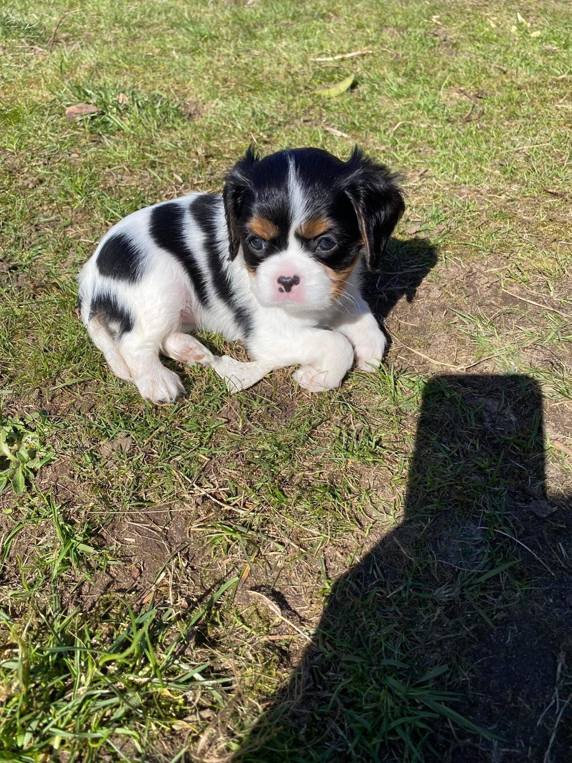 Cavalier king charles spaniel Athene billede 1