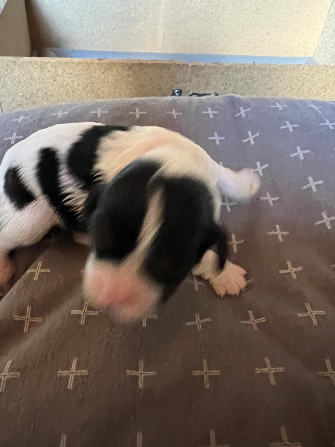 Cavalier king charles spaniel Athene billede 7