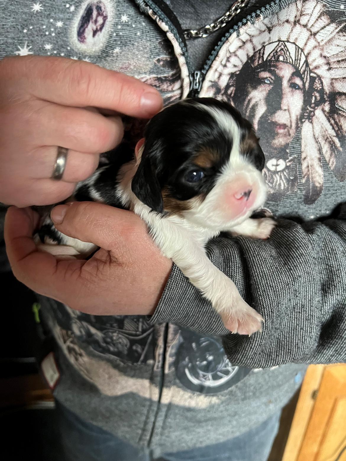 Cavalier king charles spaniel Athene billede 6