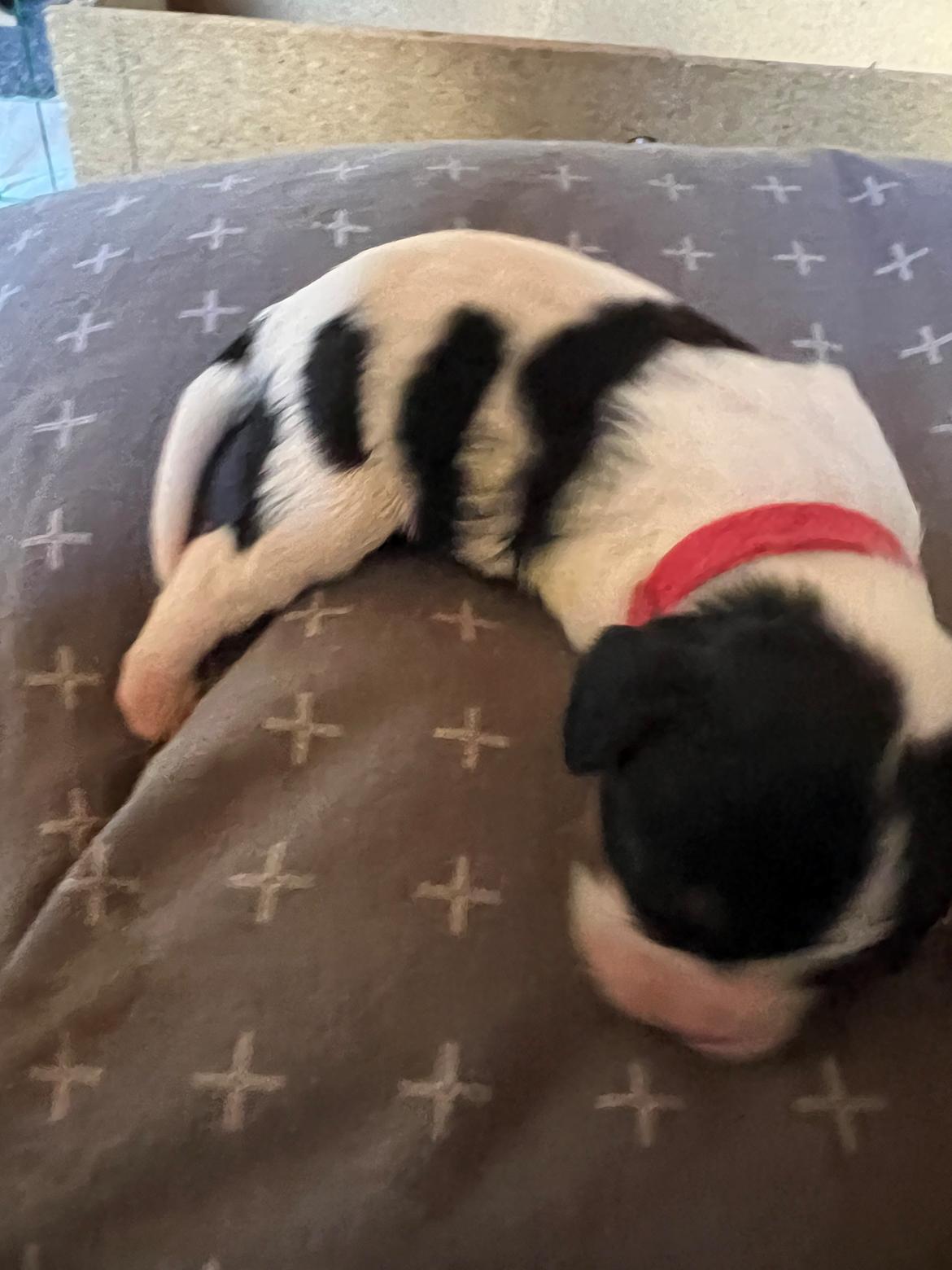 Cavalier king charles spaniel Athene billede 8