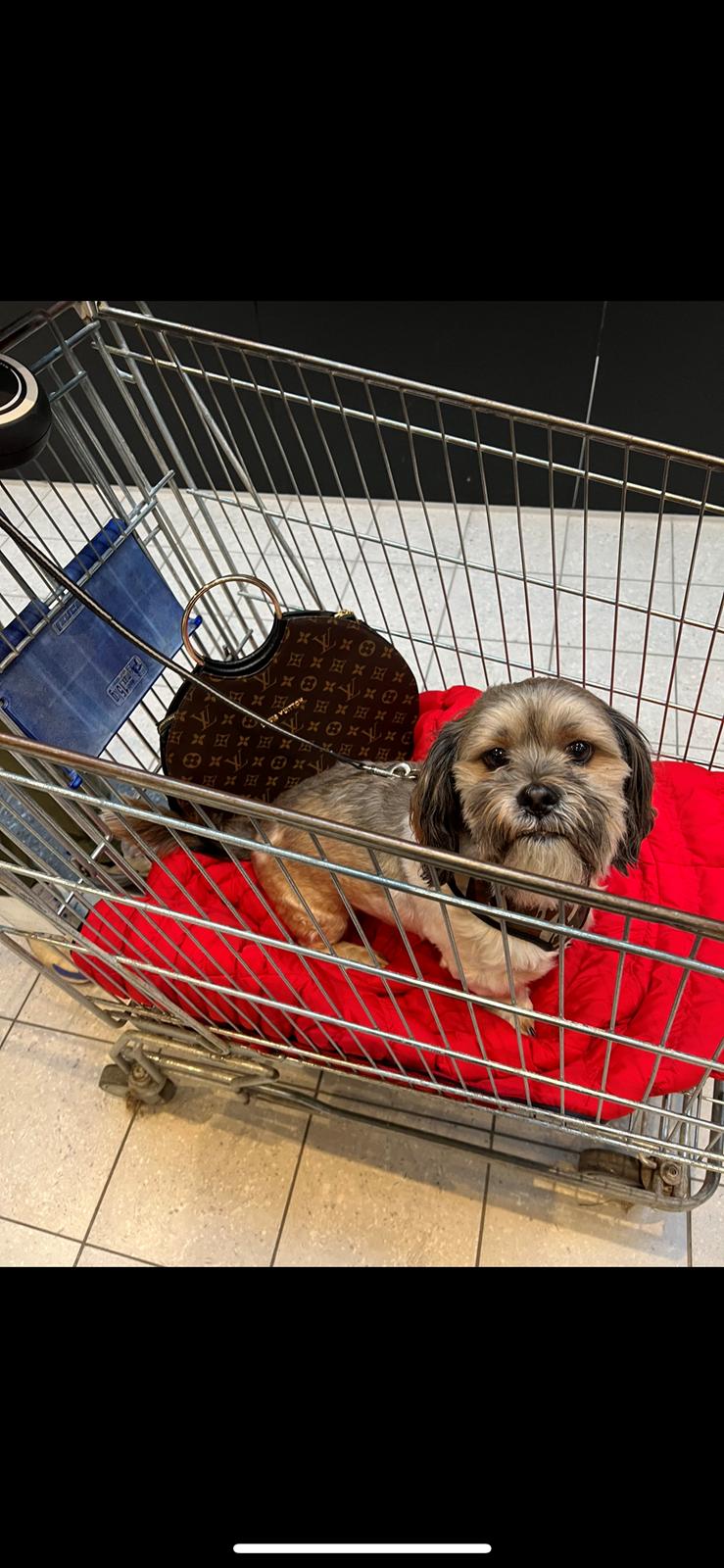 Shih tzu Tjavsi (Lille-T) billede 7