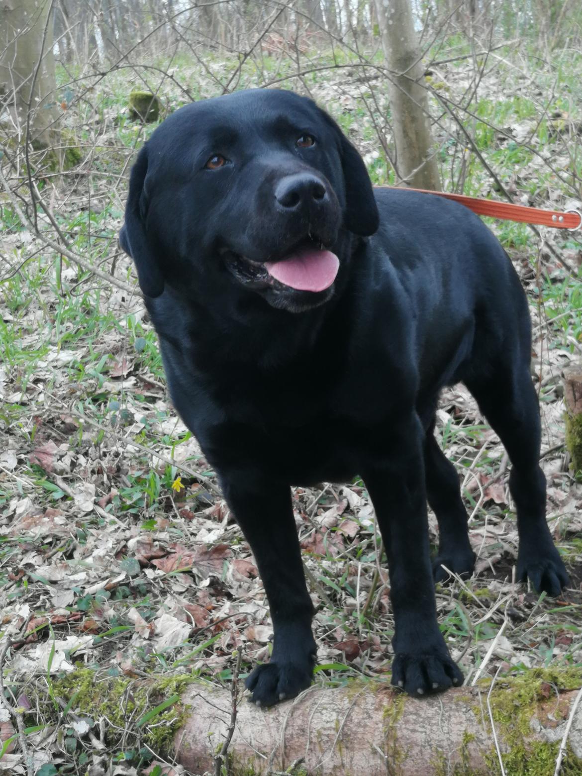 Labrador retriever Balder (Sympa Emil) billede 6