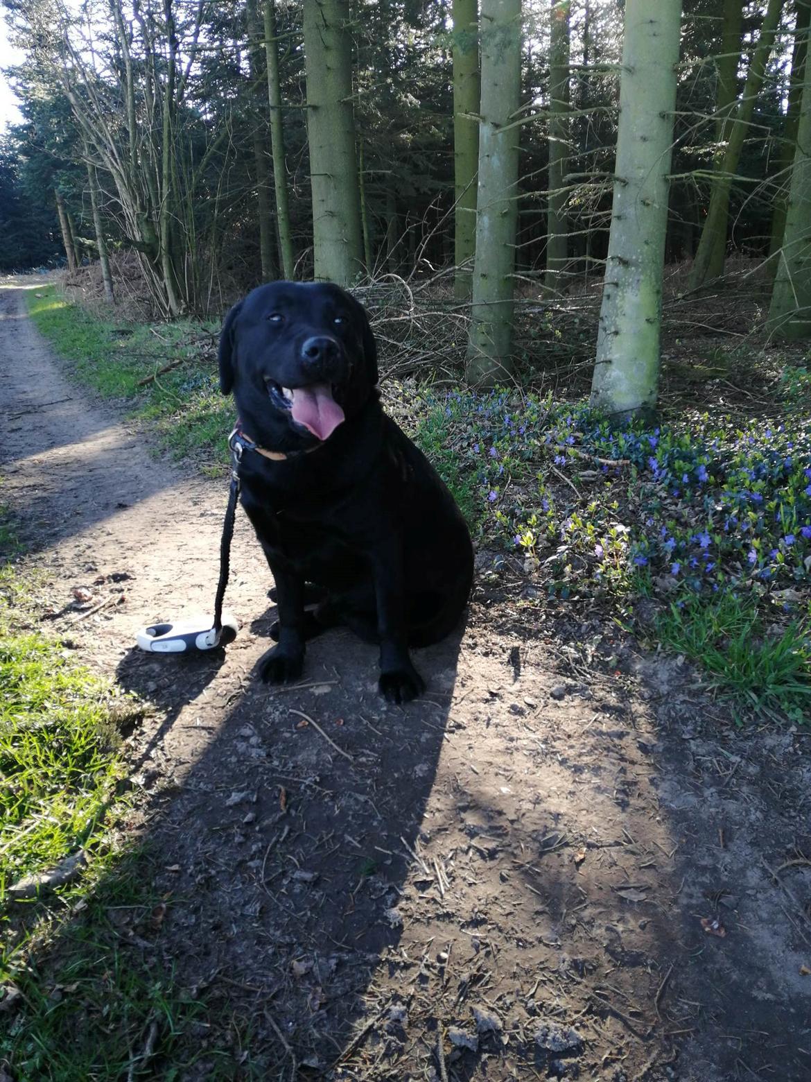 Labrador retriever Balder (Sympa Emil) billede 7