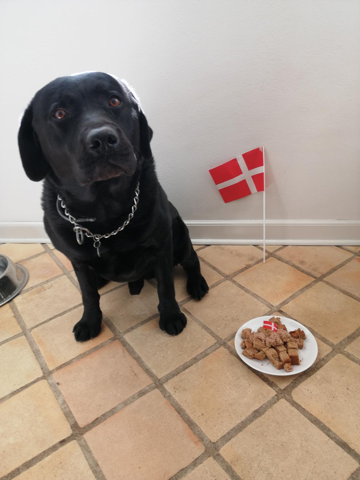 Labrador retriever Balder (Sympa Emil) billede 8