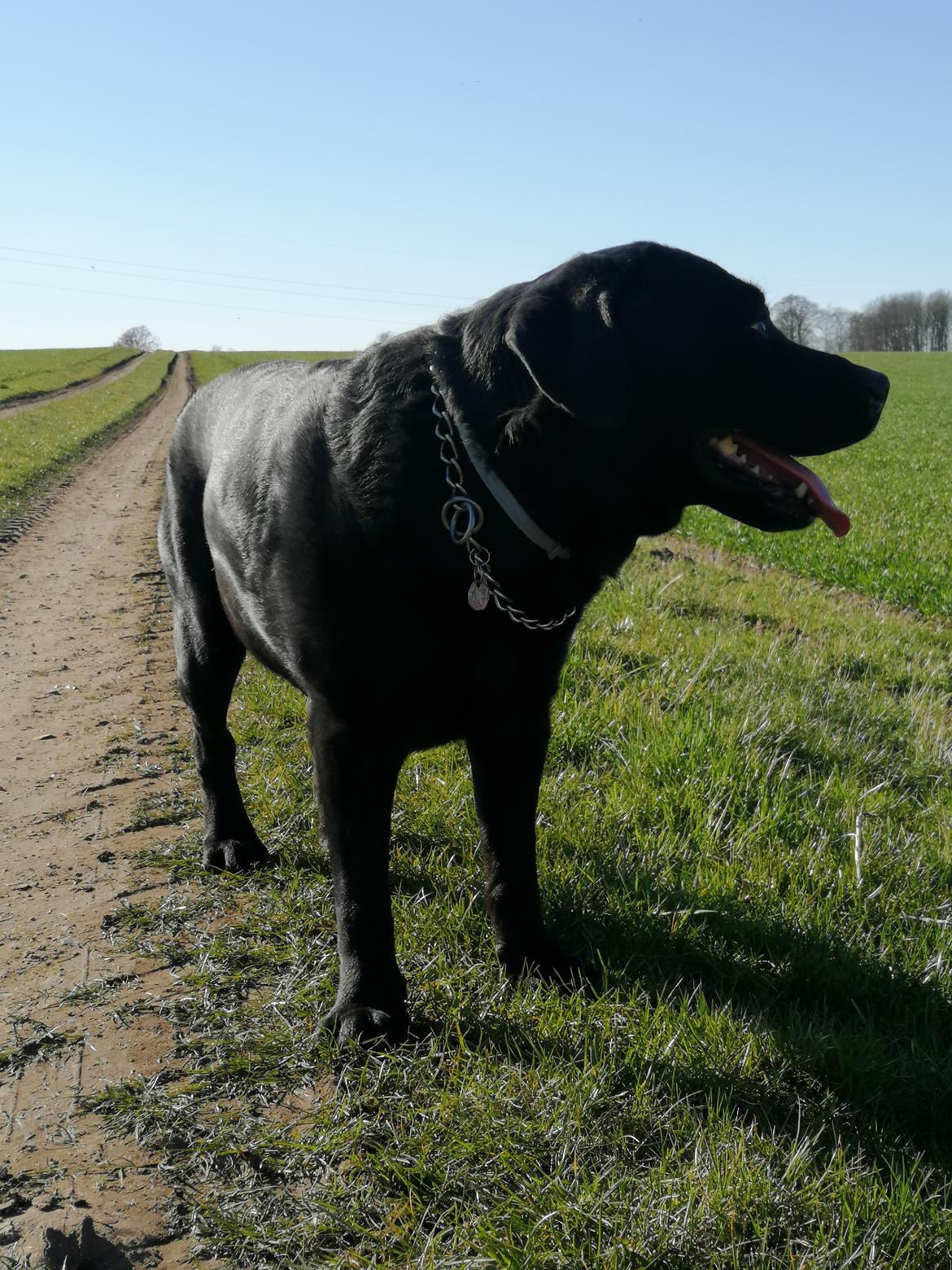 Labrador retriever Balder (Sympa Emil) billede 9