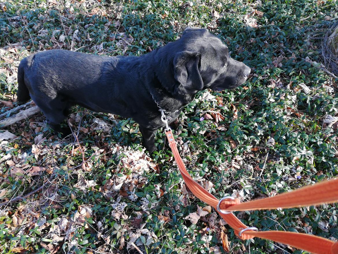 Labrador retriever Balder (Sympa Emil) billede 10