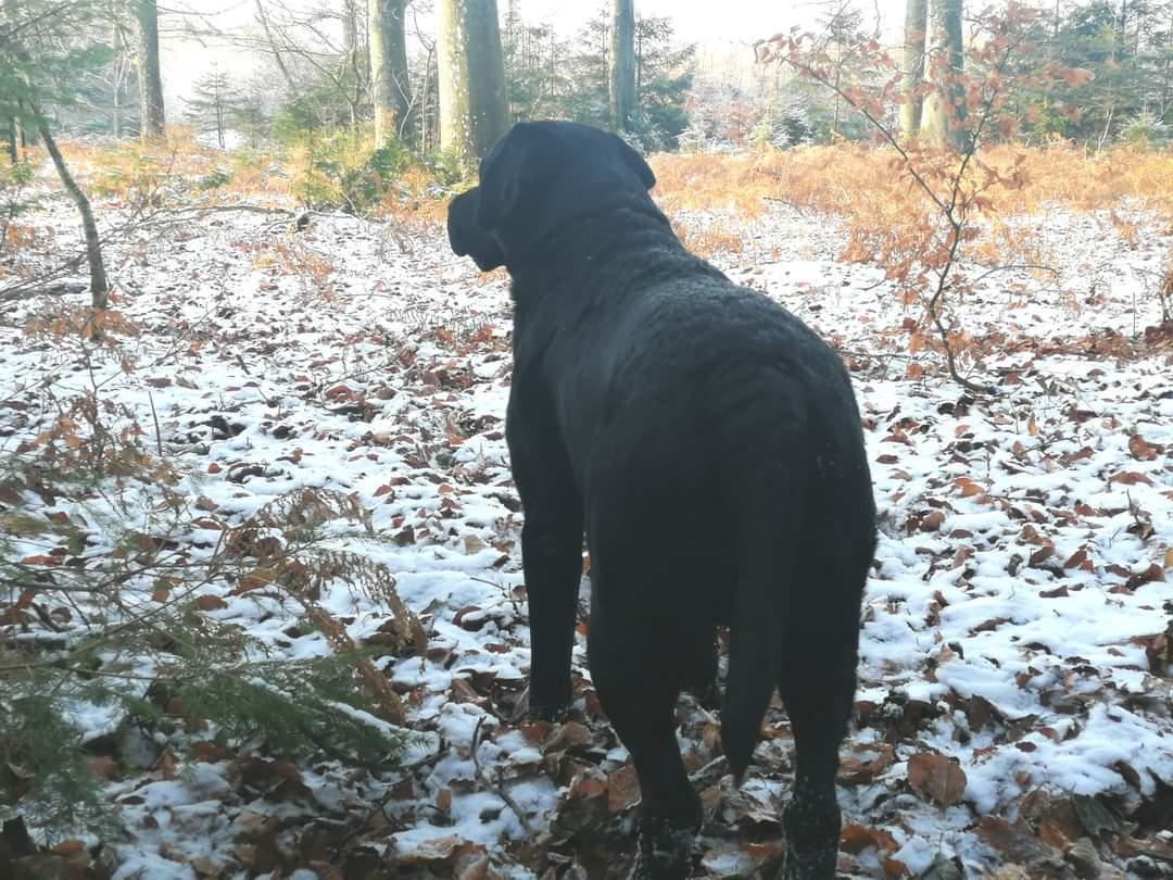 Labrador retriever Balder (Sympa Emil) billede 11