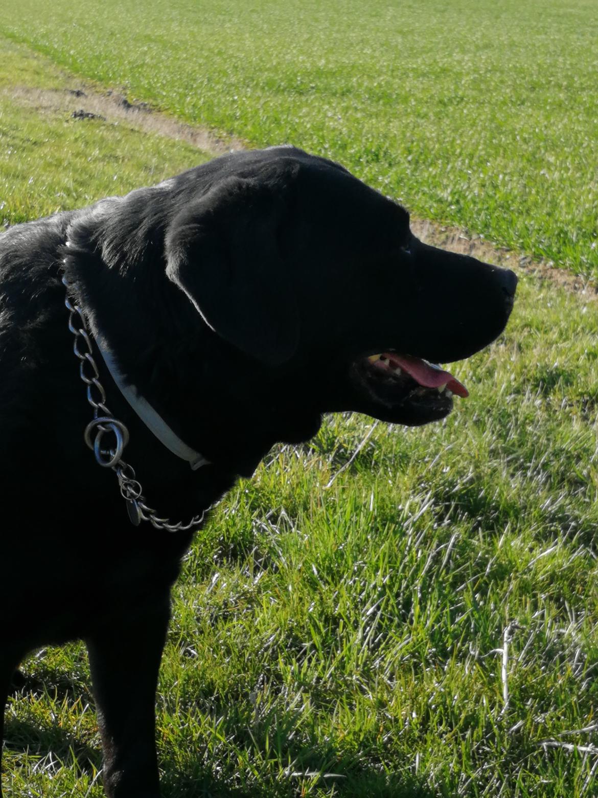Labrador retriever Balder (Sympa Emil) billede 14
