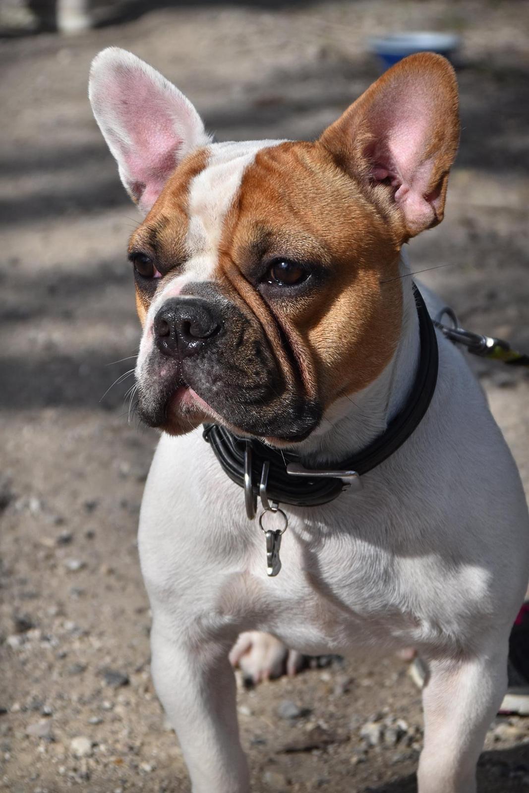 Fransk bulldog Carlo billede 1