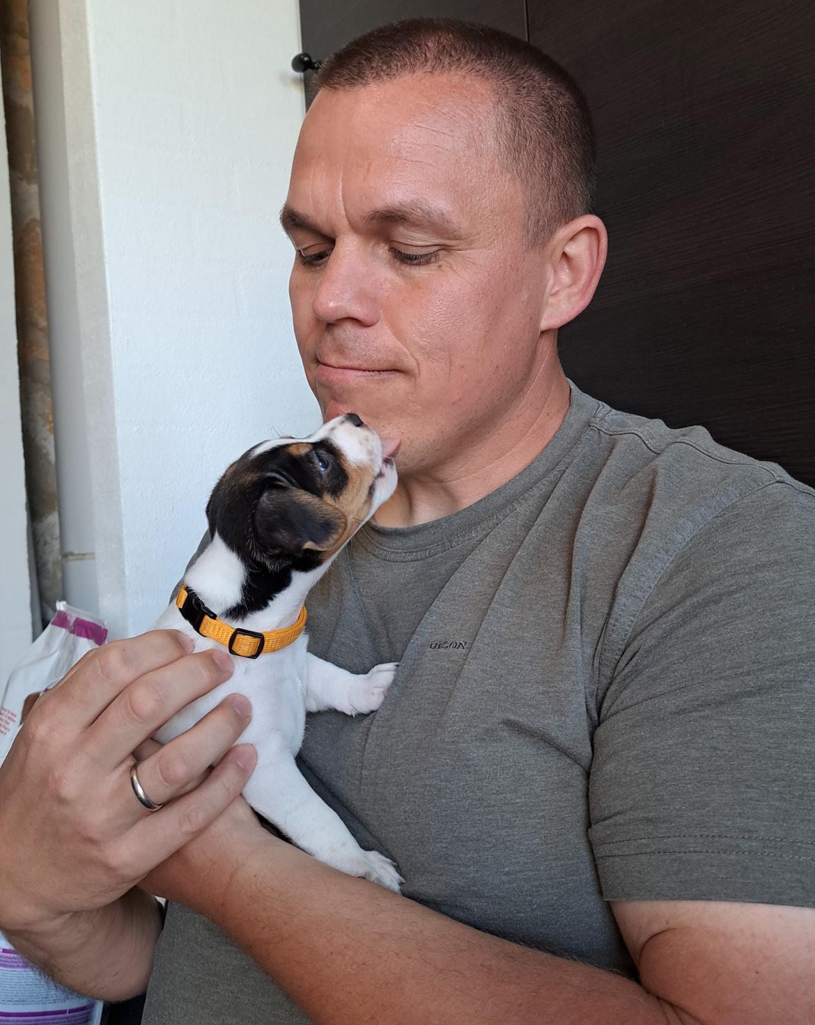 Dansk svensk gaardhund Eddie R.I.P. billede 6