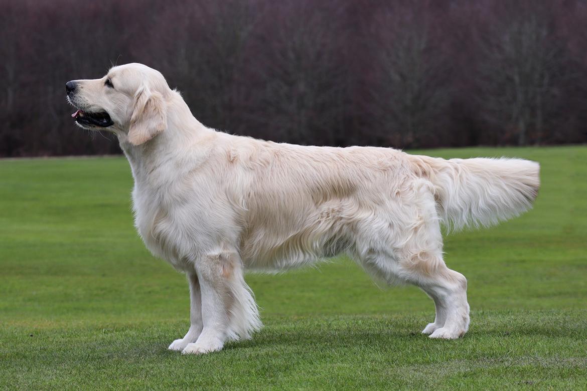 Golden retriever DKCH(U) DKJUCH Manhattan V.D. Corner Brook - DKJUCH Manhattan v.d. Corner Brook 4½ år - 06.04.2023 billede 17
