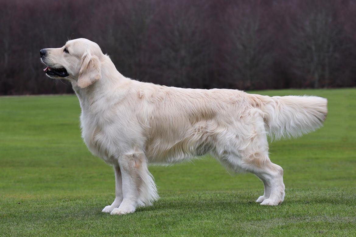 Golden retriever DKJUCH Manhattan V.D. Corner Brook - DKJUCH Manhattan v.d. Corner Brook 4½ år - 06.04.2023 billede 15