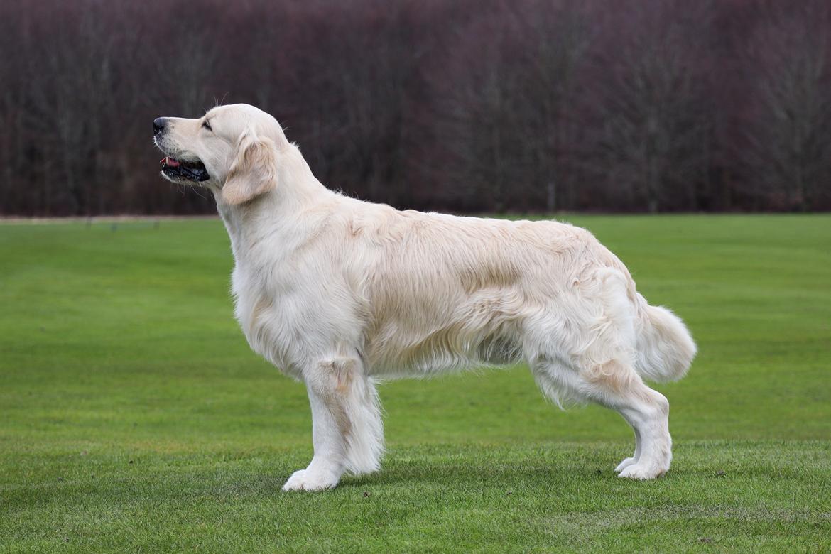 Golden retriever DKJUCH Manhattan V.D. Corner Brook - DKJUCH Manhattan v.d. Corner Brook 4½ år - 06.04.2023 billede 18