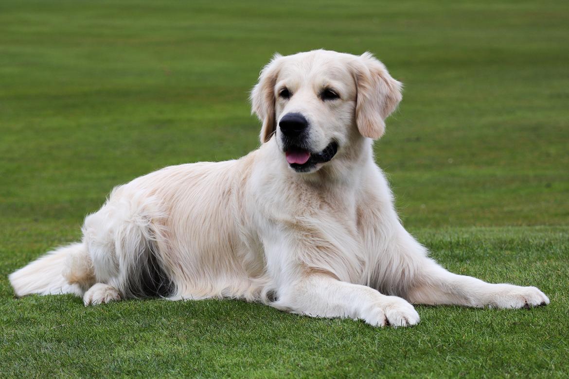 Golden retriever DKJUCH Manhattan V.D. Corner Brook - DKJUCH Manhattan v.d. Corner Brook 4½ år - 06.04.2023 billede 17