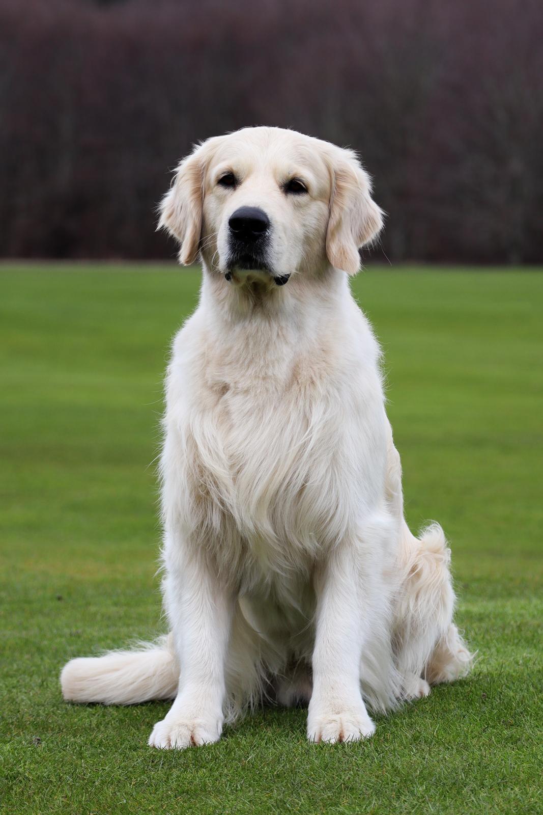 Golden retriever DKCH(U) DKJUCH Manhattan V.D. Corner Brook - DKJUCH Manhattan v.d. Corner Brook 4½ år - 06.04.2023 billede 21