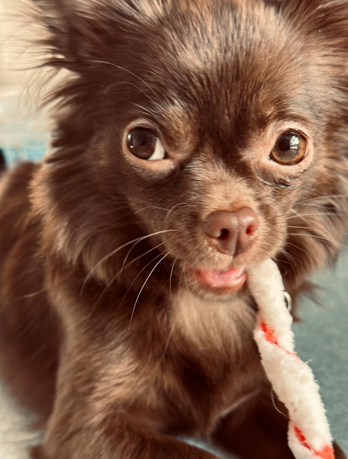 Chihuahua Nellie billede 25