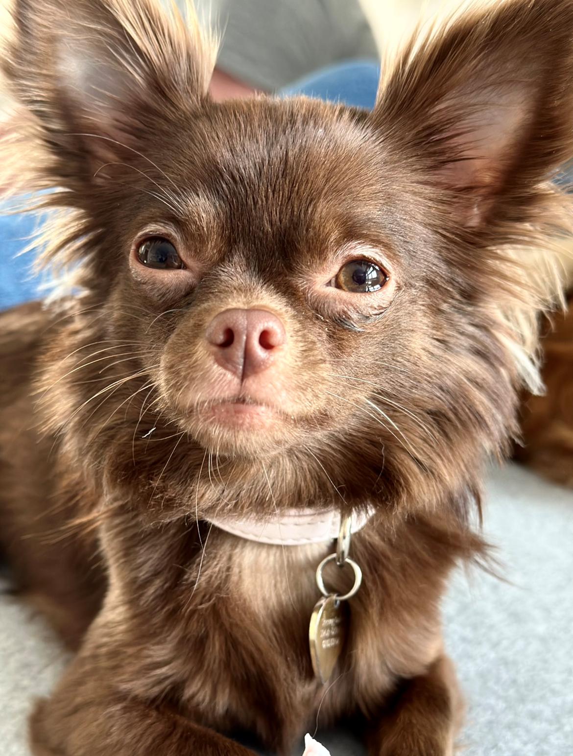 Chihuahua Nellie billede 26