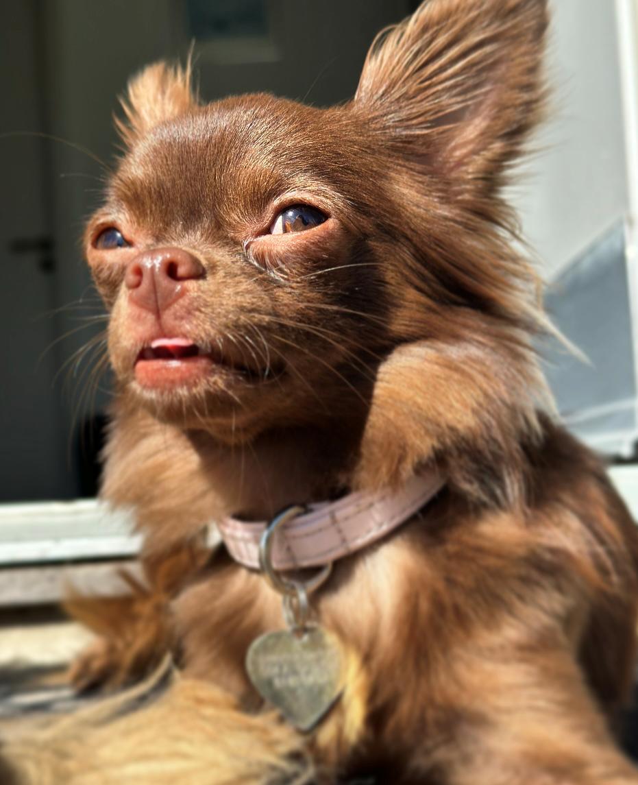 Chihuahua Nellie billede 27