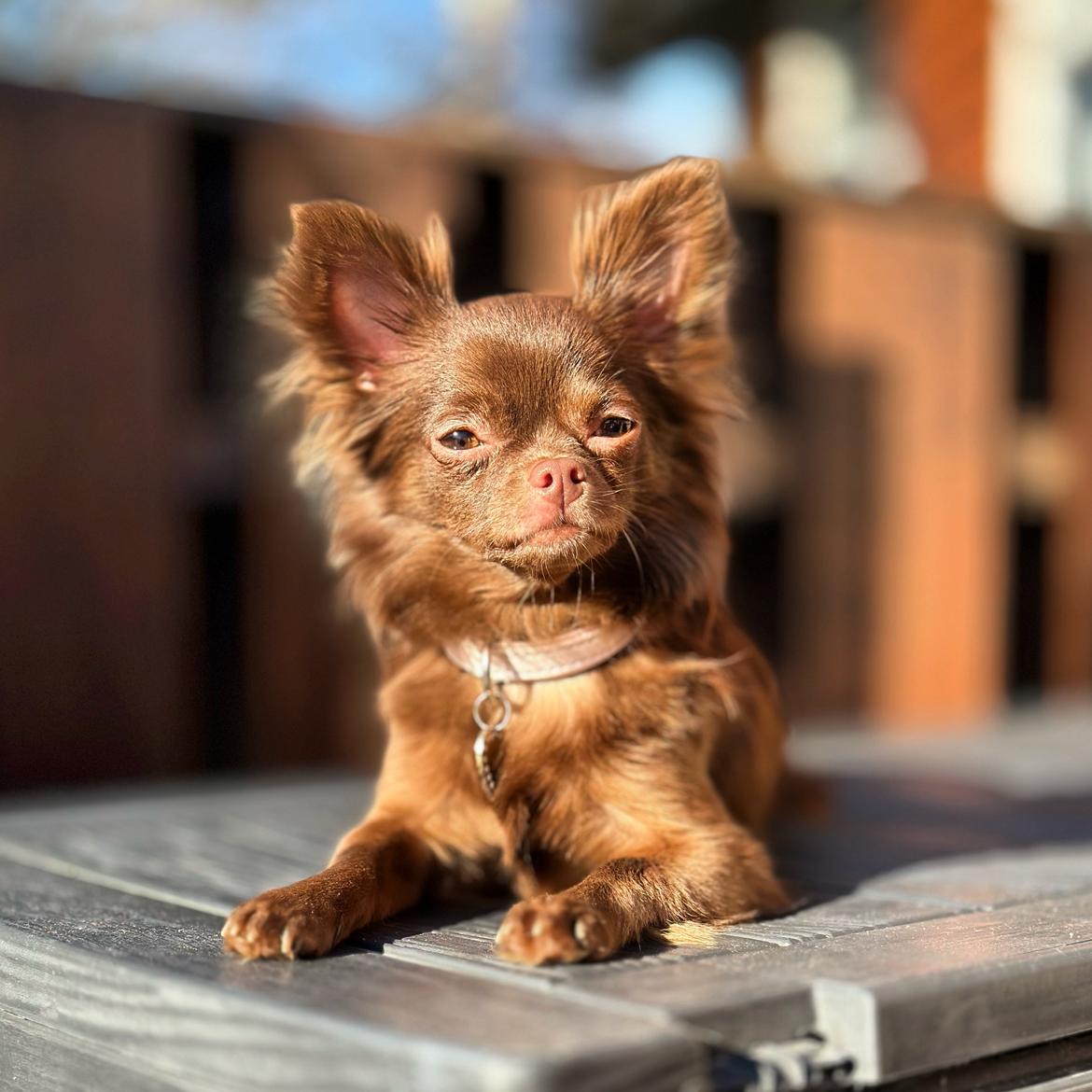 Chihuahua Nellie billede 28