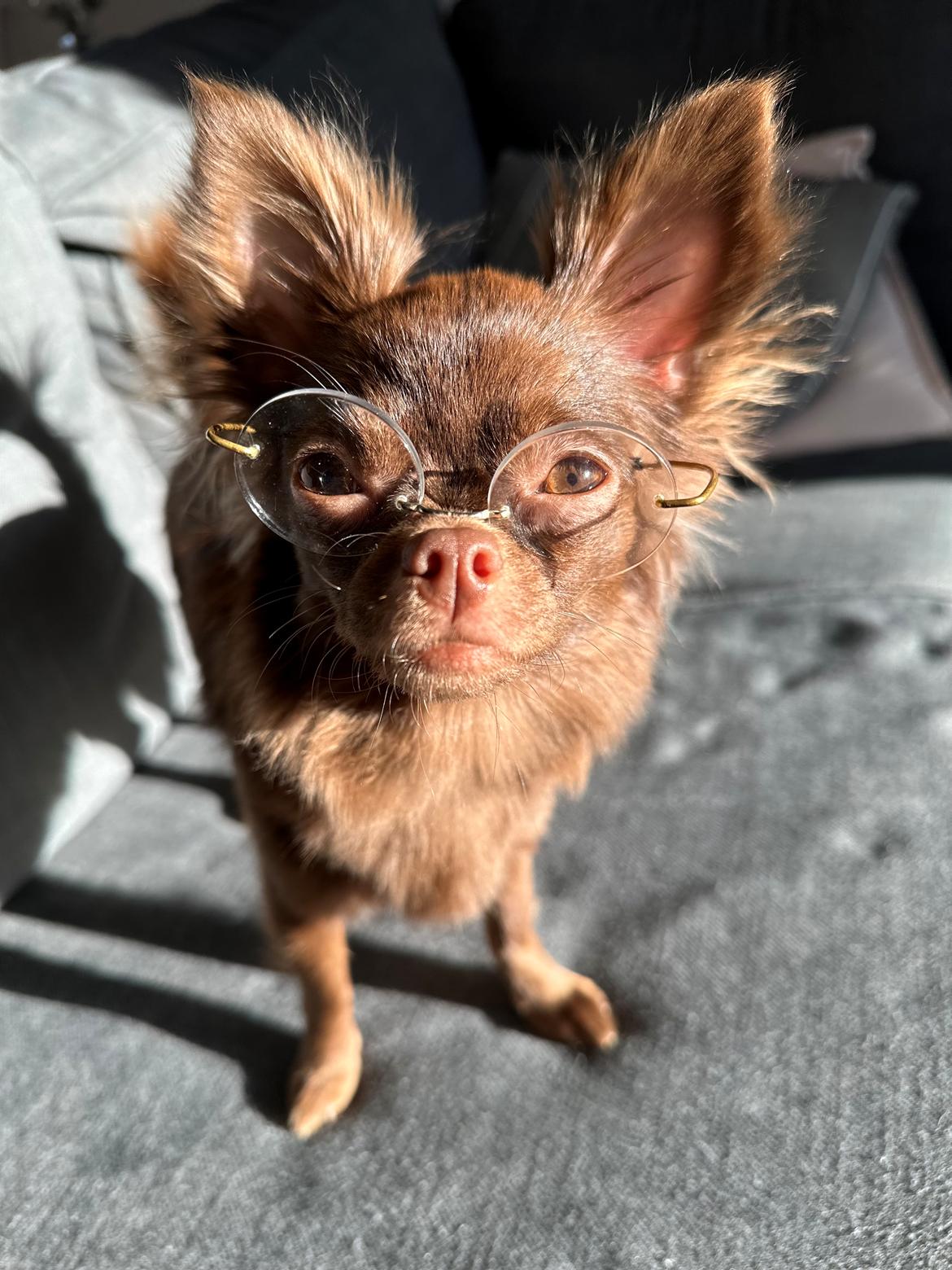 Chihuahua Nellie billede 29