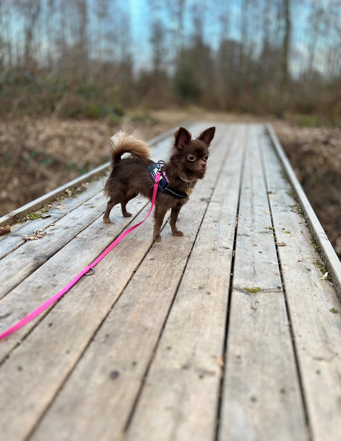 Chihuahua Nellie billede 31