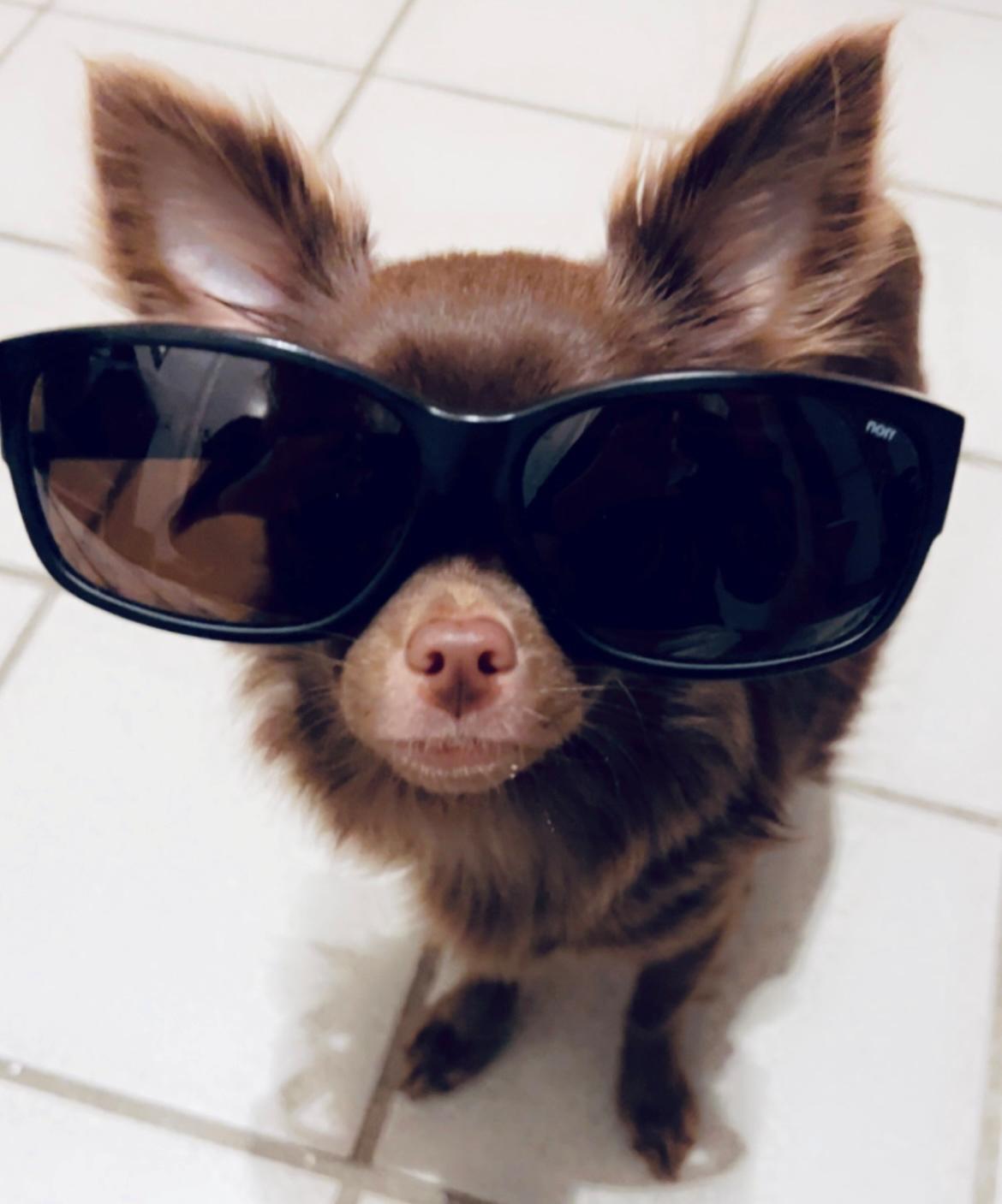 Chihuahua Nellie billede 32