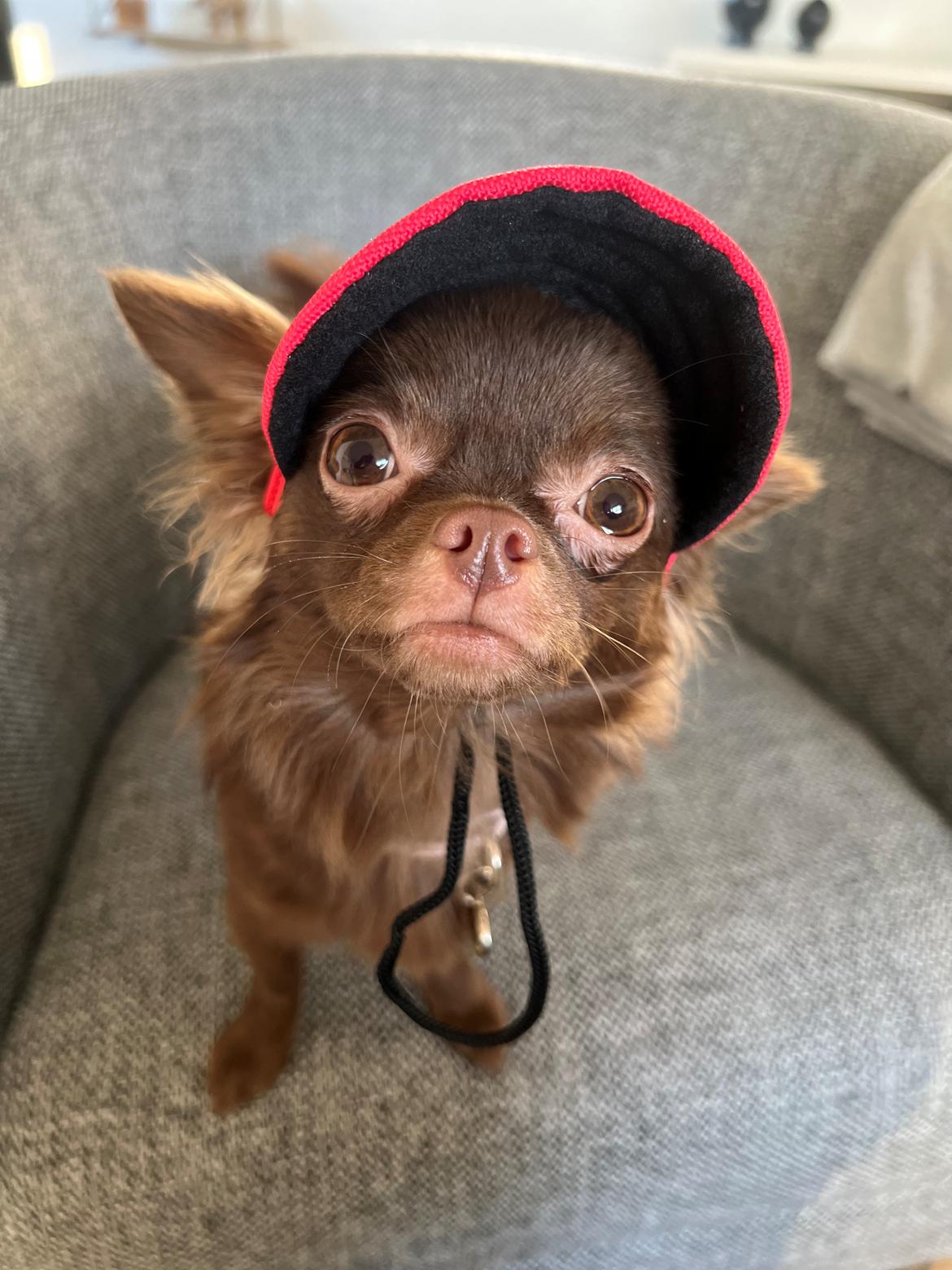 Chihuahua Nellie billede 30