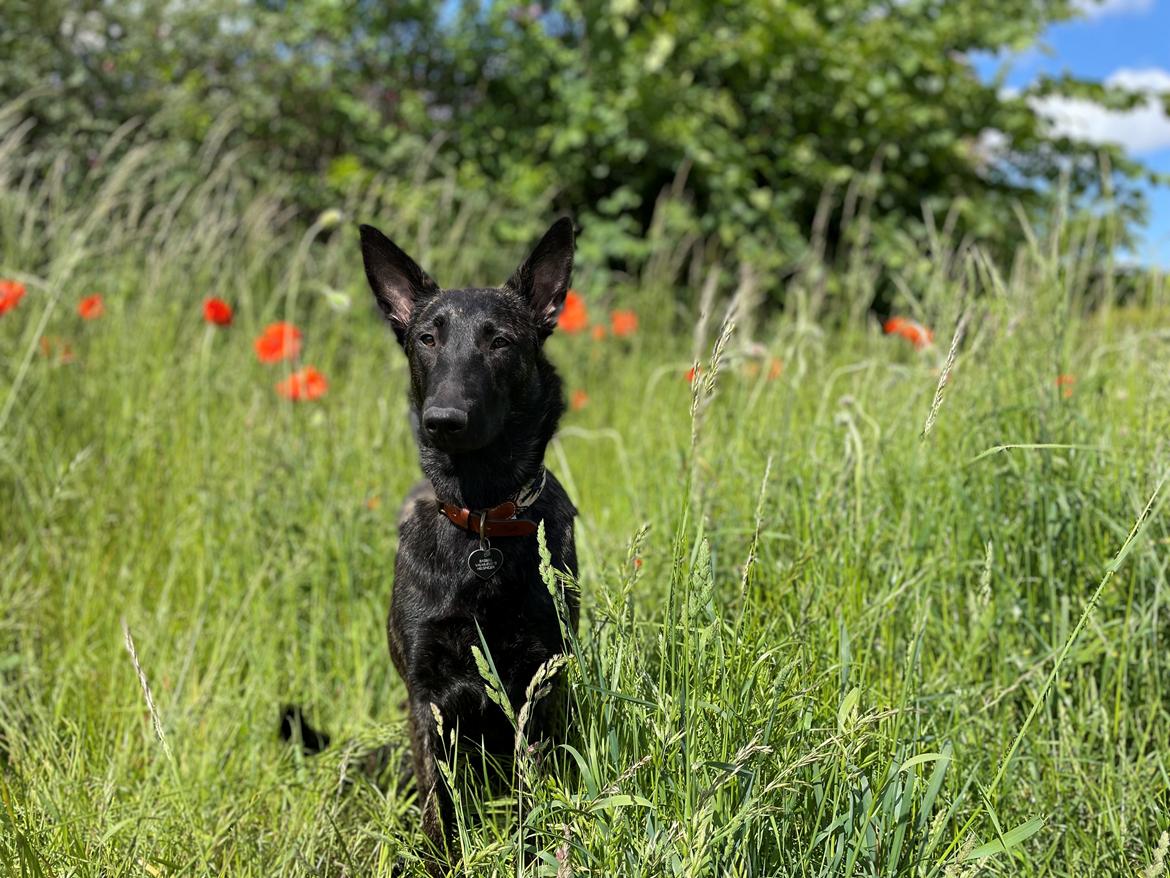 Hollandsk hyrdehund United Dutch Saga  billede 11