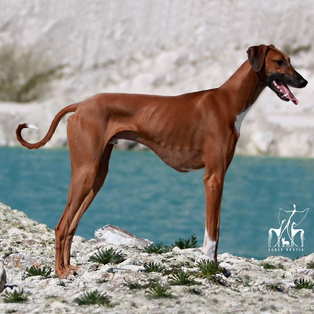 Azawakh Herbert billede 6