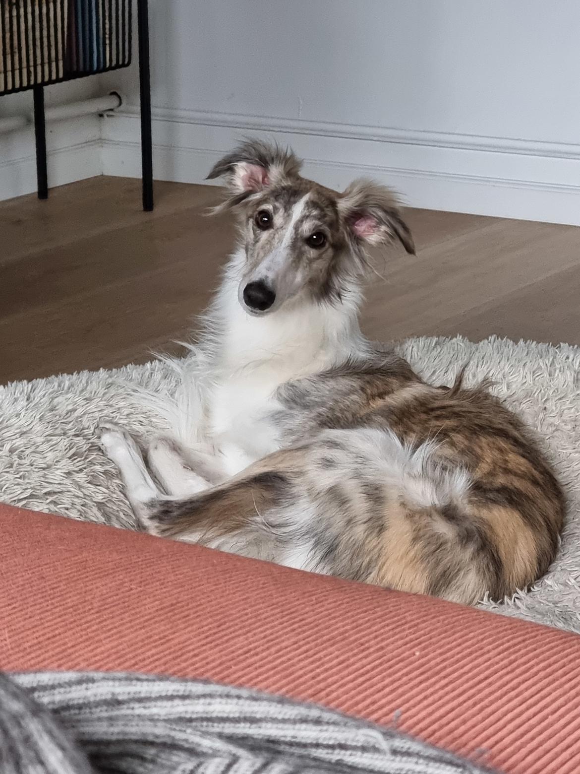 Silken Windhound Ulla  billede 35