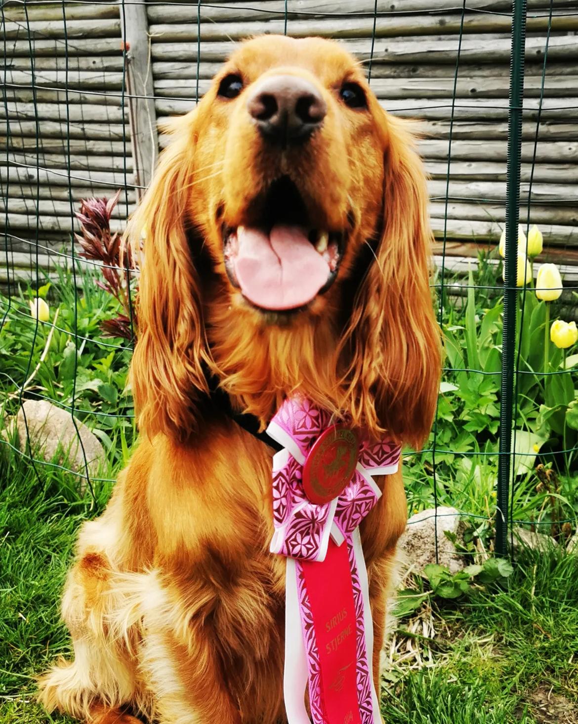 Field Trial Cockerspaniel Kapow  29 juni 2020 - rosette for DKK Frivillig håndtering, så stolt  billede 46