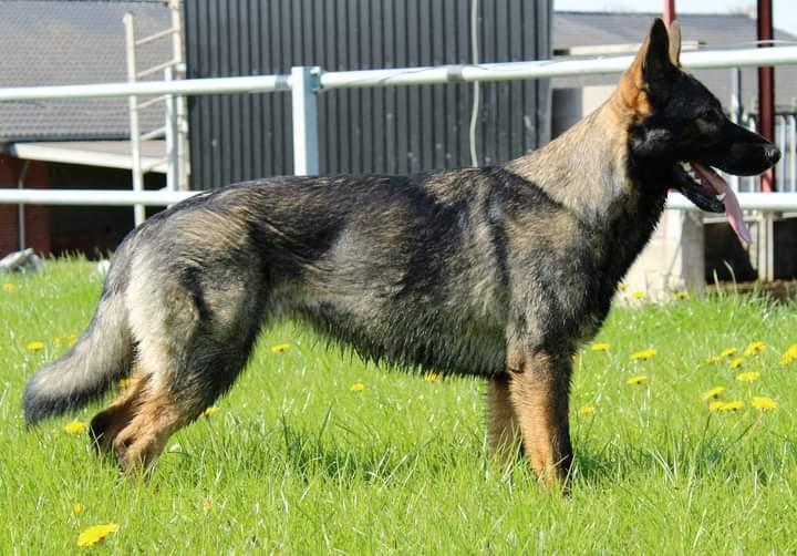 Schæferhund Bayogi Queen. (Enya). billede 17