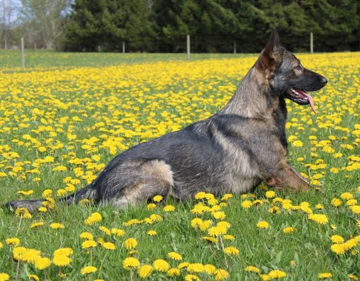 Schæferhund Bayogi Queen. (Enya). billede 15