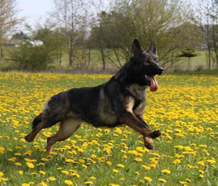 Schæferhund Bayogi Queen. (Enya). billede 16