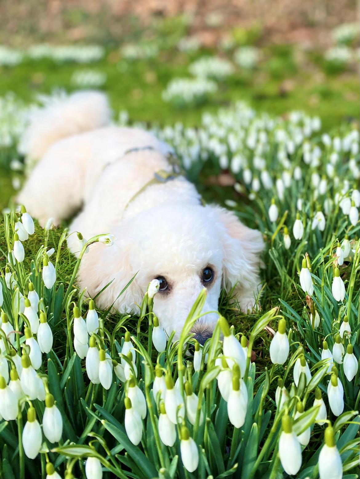 Dværgpuddel Mystellas My little flower Narcissus (Koda) billede 20