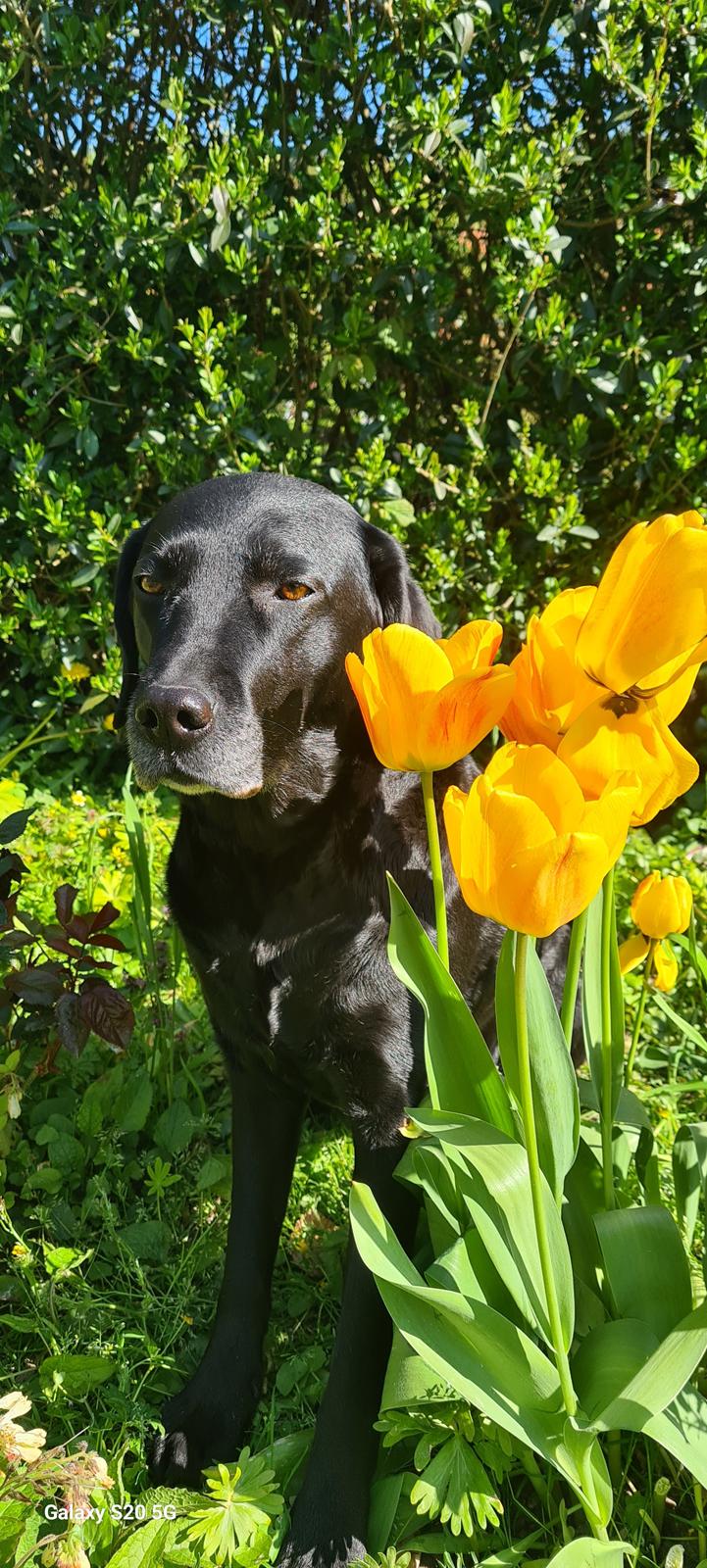 Labrador retriever † Sif †  billede 5