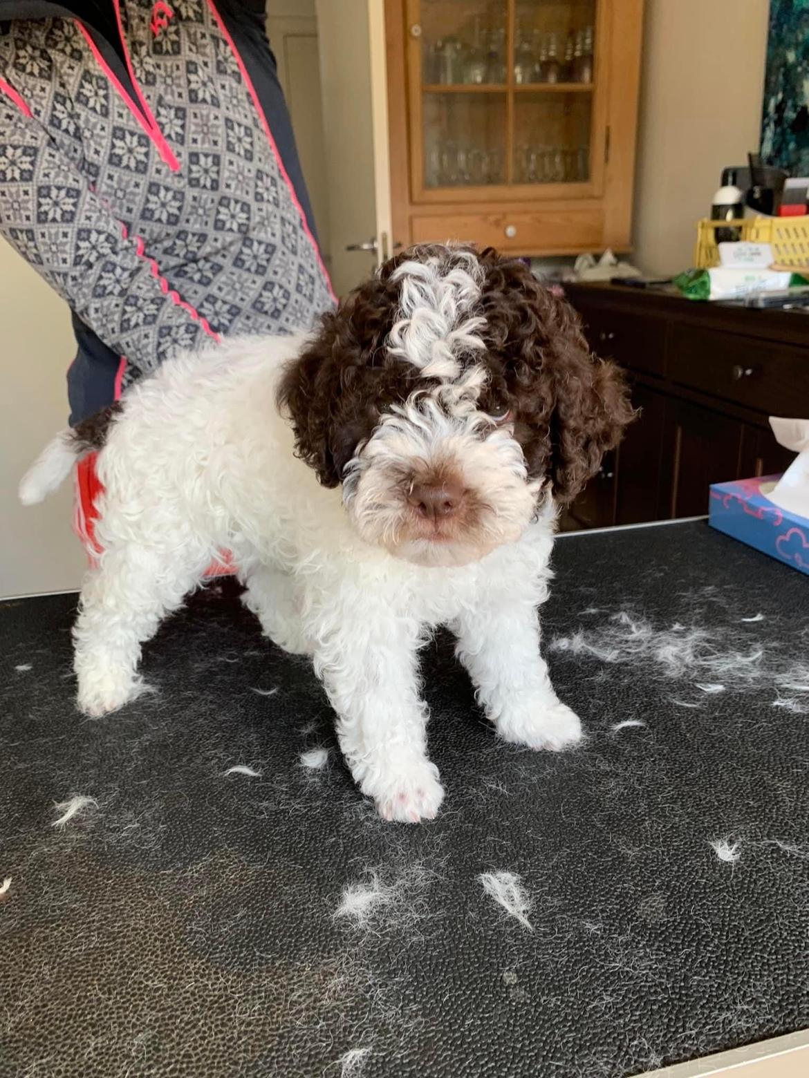 Lagotto romagnolo Walther billede 1