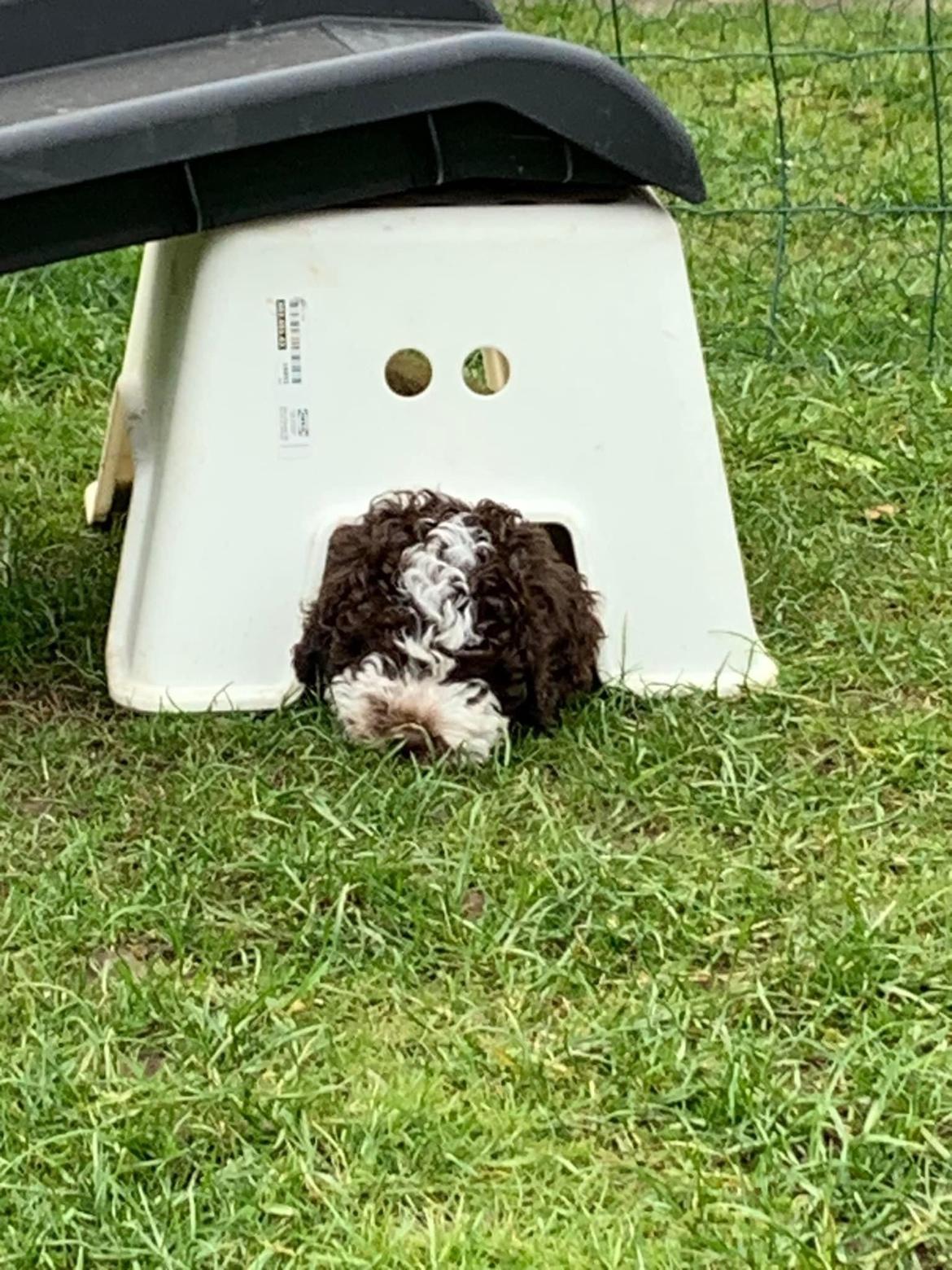 Lagotto romagnolo Walther billede 2