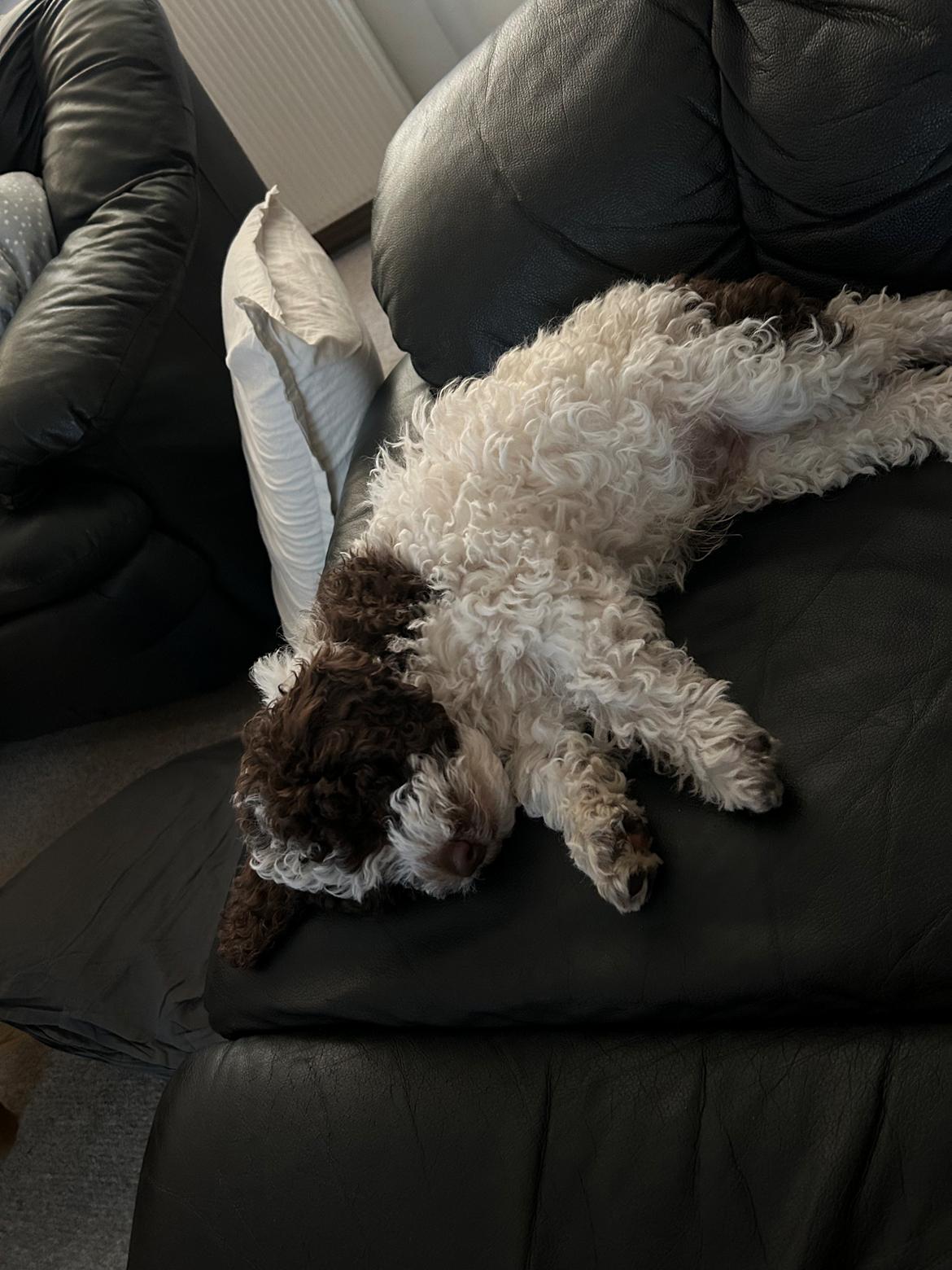 Lagotto romagnolo Walther billede 5