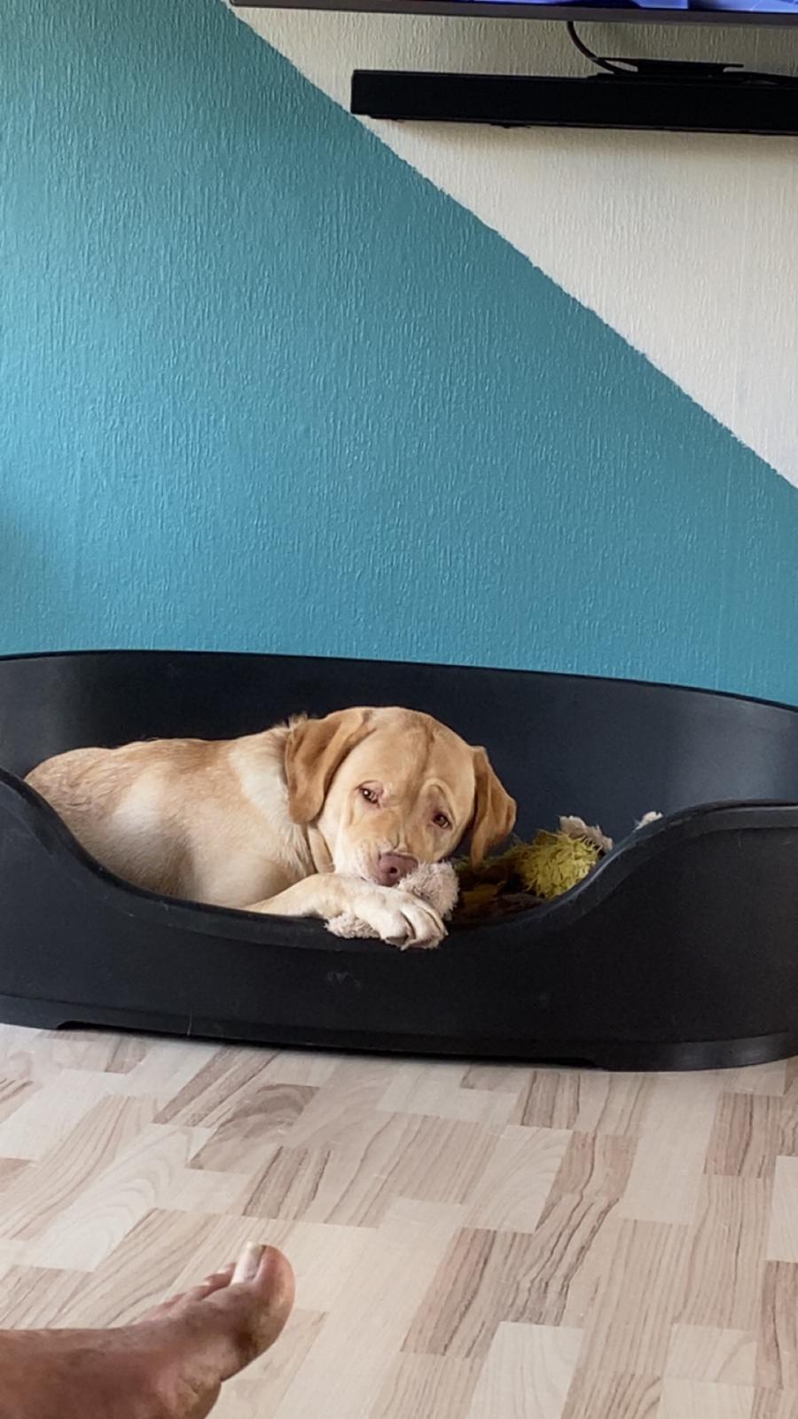 Labrador retriever Haulundgårds Bertil DK10766/2022 billede 25