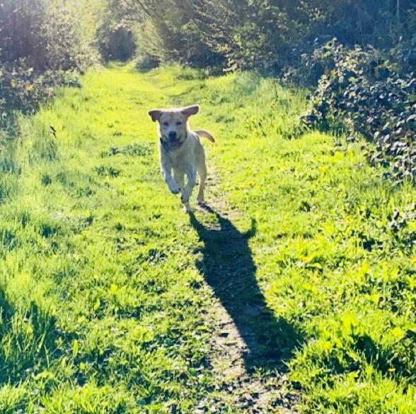 Labrador retriever Haulundgårds Bertil DK10766/2022 billede 27