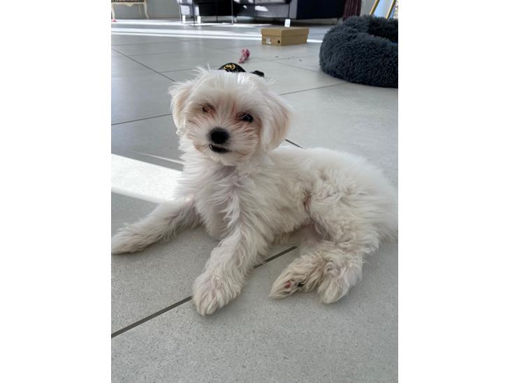 {{currentPhoto.altText}} billede {{currentPhoto.number}}