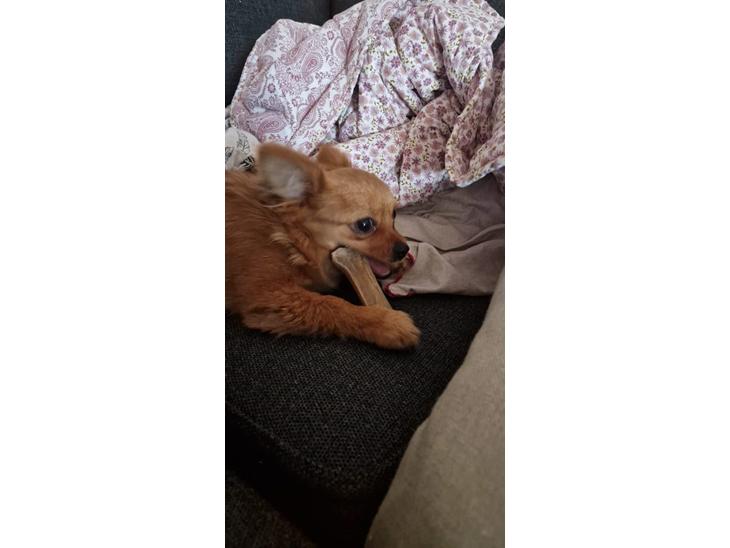 {{currentPhoto.altText}} billede {{currentPhoto.number}}